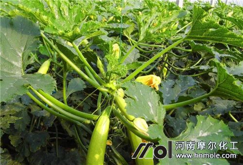 西葫蘆促瓜肥 西葫蘆促瓜肥