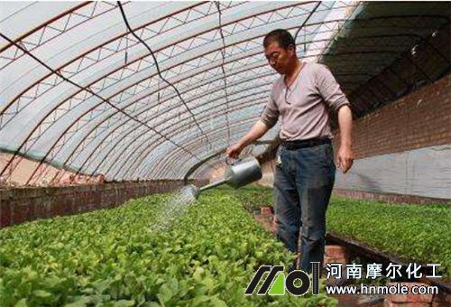 菜地水溶肥吸收長短 菜地水溶肥吸收長短