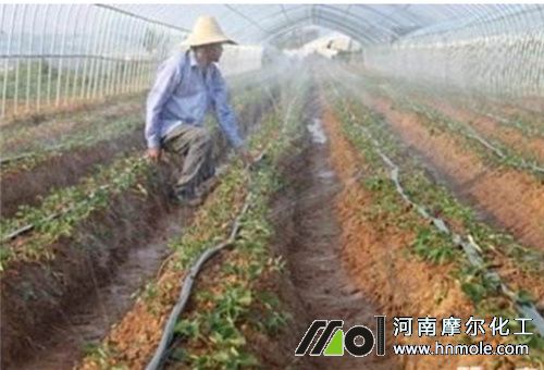 菜地水溶肥吸收長短 菜地水溶肥吸收長短