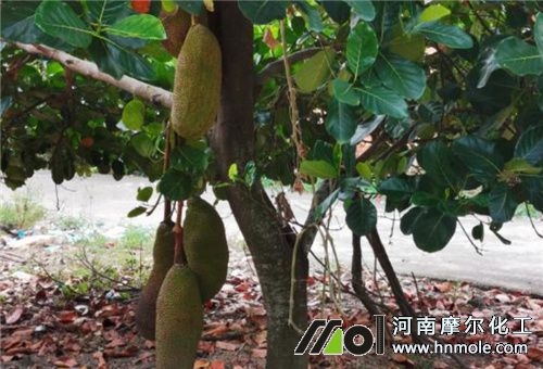 菠蘿蜜膨大施肥方法 菠蘿蜜膨大施肥方法