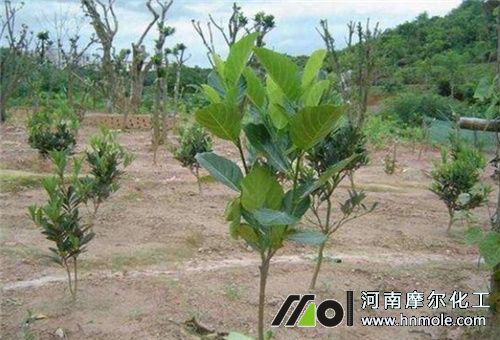 菠蘿蜜種植土壤 菠蘿蜜種植土壤