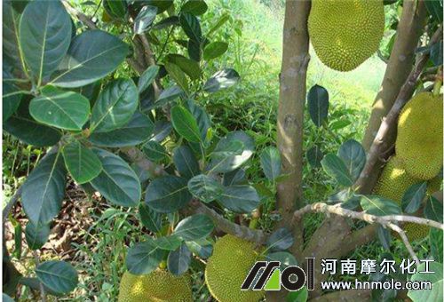 菠蘿蜜不甜施啥水溶肥 菠蘿蜜不甜施啥水溶肥