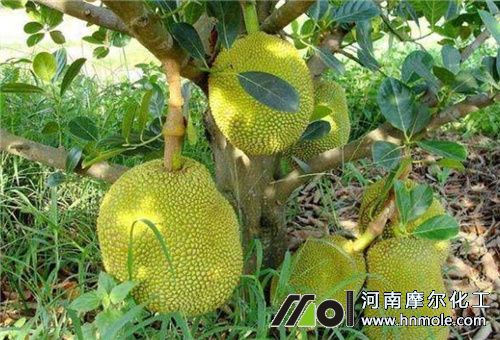 菠蘿蜜不甜施啥水溶肥 菠蘿蜜不甜施啥水溶肥
