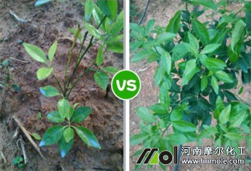施肥效果對比 施肥效果對比