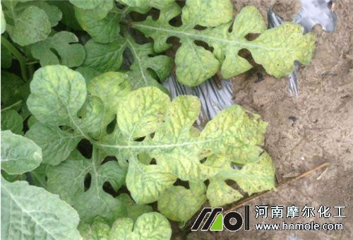 作物缺素 作物缺素