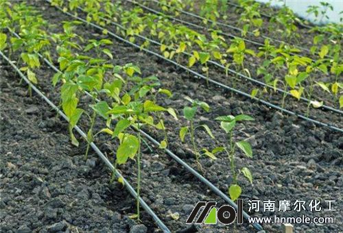 水溶肥使用注意 水溶肥使用注意