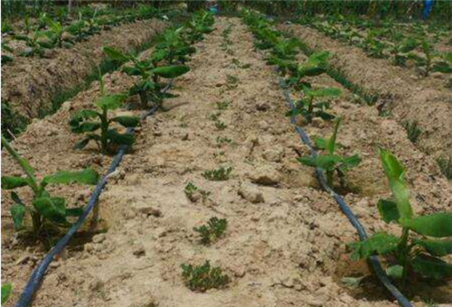 水溶肥使用方式 水溶肥使用方式