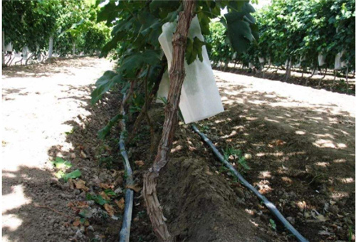 水溶肥畝用量 水溶肥畝用量