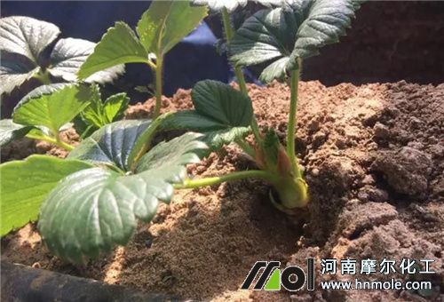 草莓生根壯苗方法 草莓生根壯苗方法