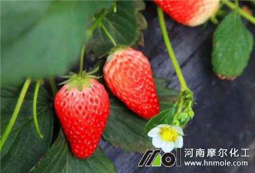草莓追肥注意 草莓追肥注意