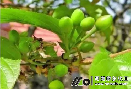 櫻桃膨果方法 櫻桃膨果方法