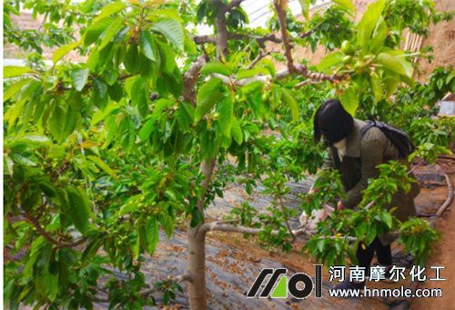 高氮鉀水肥用法 高氮鉀水肥用法