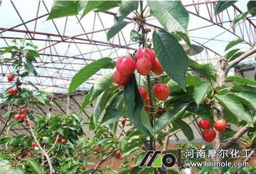 大櫻桃施高氮鉀肥 大櫻桃施高氮鉀肥