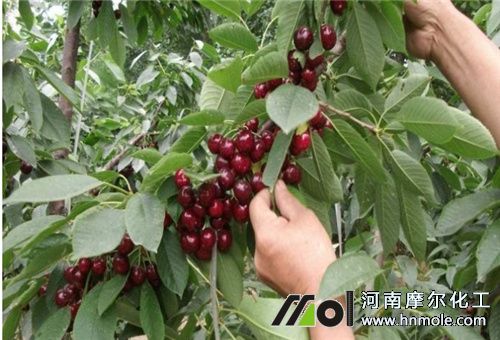 大櫻桃施肥種類 大櫻桃施肥種類