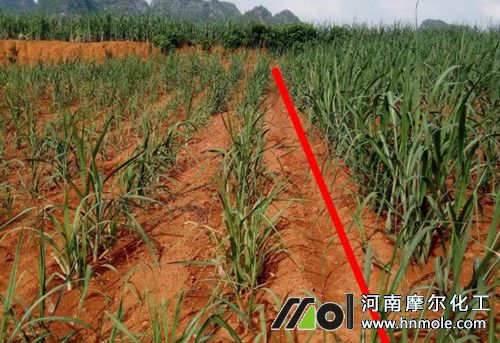 水溶肥在甘蔗上使用效果 水溶肥在甘蔗上使用效果