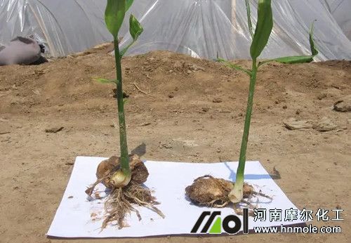 大姜施水溶肥效果 大姜施水溶肥效果