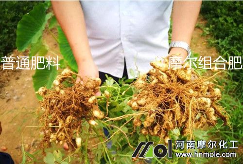 花生施肥效果對比 花生施肥效果對比