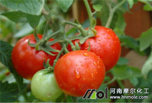 黃腐殖酸水溶肥適用蔬菜 黃腐殖酸水溶肥適用蔬菜