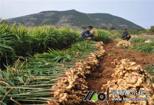 黃腐殖酸水溶肥適用地下作物 黃腐殖酸水溶肥適用地下作物