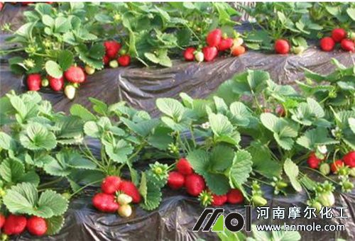 黃腐殖酸水溶肥適用瓜果作物 黃腐殖酸水溶肥適用瓜果作物