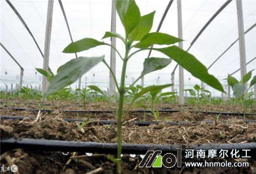 大量元素肥滴灌用法 大量元素肥滴灌用法