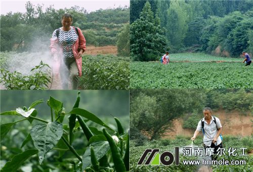 水溶肥噴施 水溶肥噴施