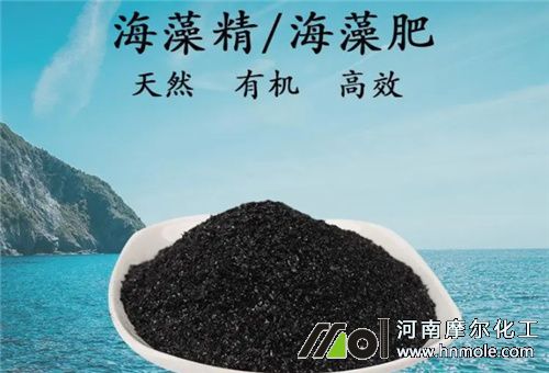 為什么要用海藻 為什么要用海藻