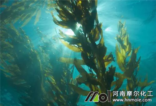 海藻類(lèi)植物 海藻類(lèi)植物