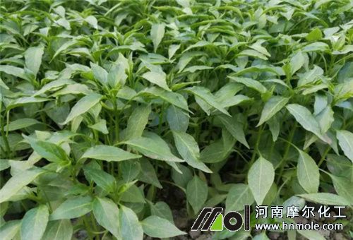 辣椒苗施肥 辣椒苗施肥