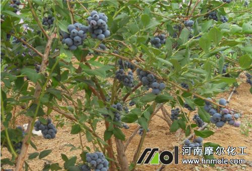 藍莓樹施氮肥注意 藍莓樹施氮肥注意