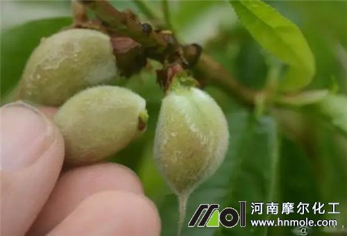 桃樹坐果施肥 桃樹坐果施肥