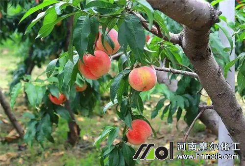 桃樹結果施肥 桃樹結果施肥