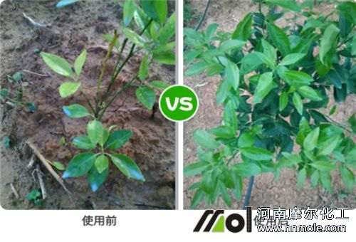 水溶性肥挑選注意 水溶性肥挑選注意