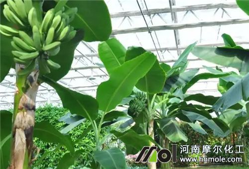 水溶肥在香蕉上用法 水溶肥在香蕉上用法