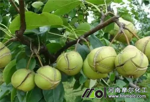 高濃度水溶肥使用后果 高濃度水溶肥使用后果