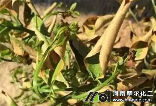 高濃度水溶肥使用后果 高濃度水溶肥使用后果