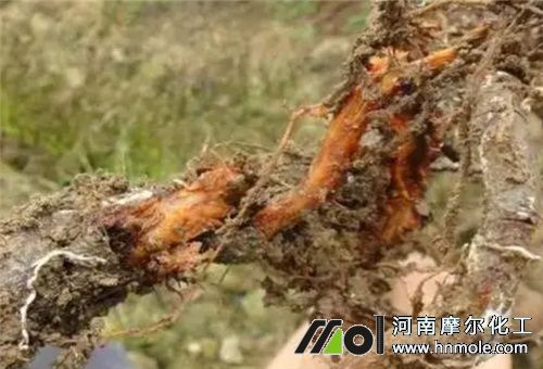 高濃度水溶肥使用后果 高濃度水溶肥使用后果