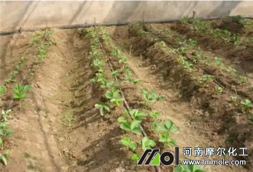 水溶肥使用要求 水溶肥使用要求