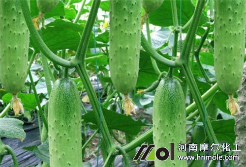 水溶肥適合農作物 水溶肥適合農作物