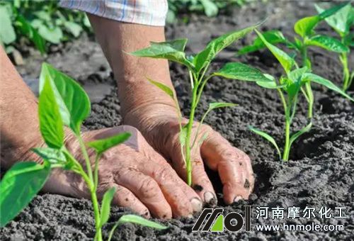 辣椒苗期管理 辣椒苗期管理