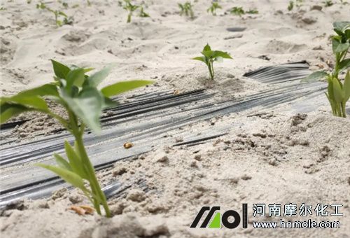 辣椒幼葉期管理 辣椒幼葉期管理