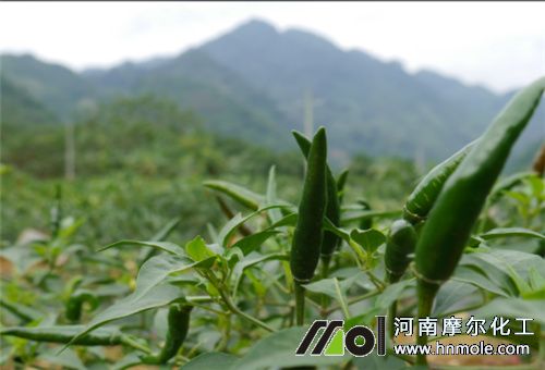 辣椒結椒管理 辣椒結椒管理