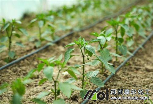 辣椒灌根時間 辣椒灌根時間