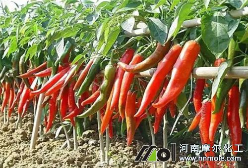 辣椒種植水肥管理 辣椒種植水肥管理
