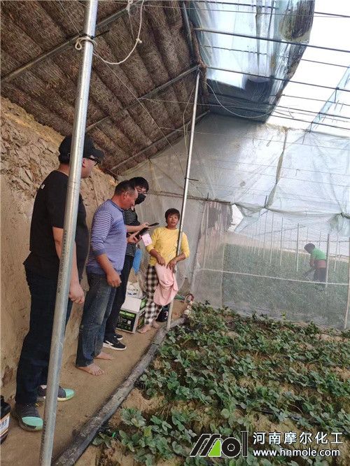 草莓種植戶 草莓種植戶