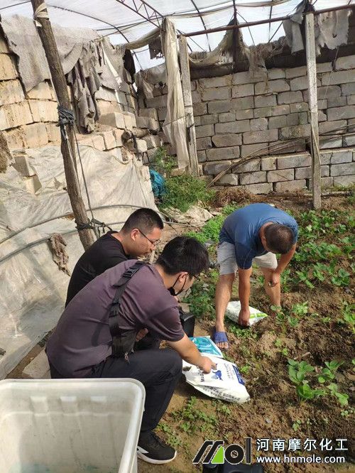 草莓種植戶用肥指導 草莓種植戶用肥指導