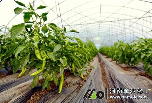 大棚辣椒水溶肥選擇 大棚辣椒水溶肥選擇