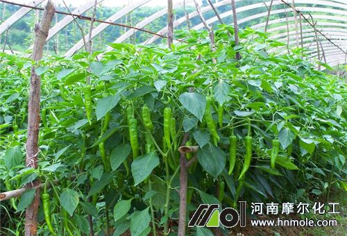 大棚辣椒水溶肥選擇 大棚辣椒水溶肥選擇