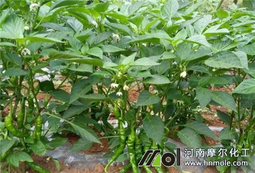 辣椒開花時期 辣椒開花時期