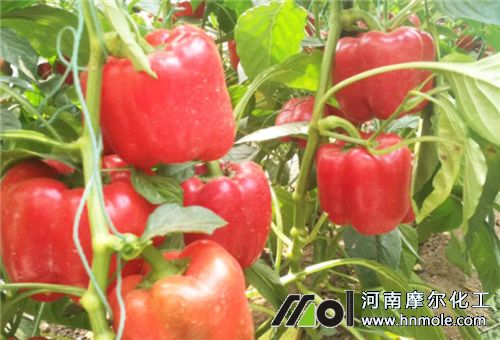 辣椒結果時期 辣椒結果時期